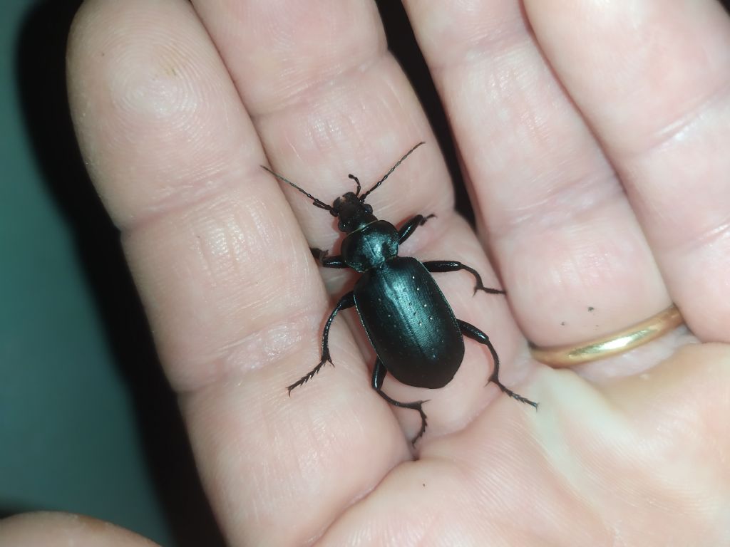 Carabidae: Calosoma (Campalita) maderae s.l.